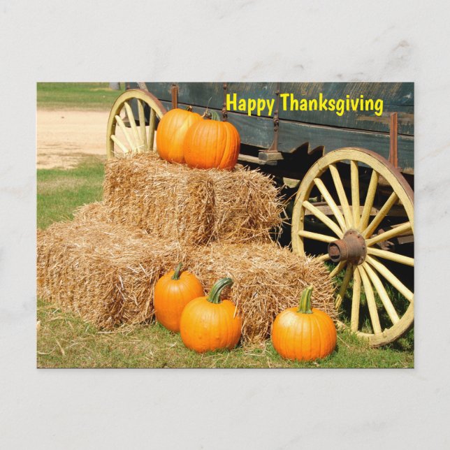 Happy Thanksgiving Pumpkins Postcard (Front)