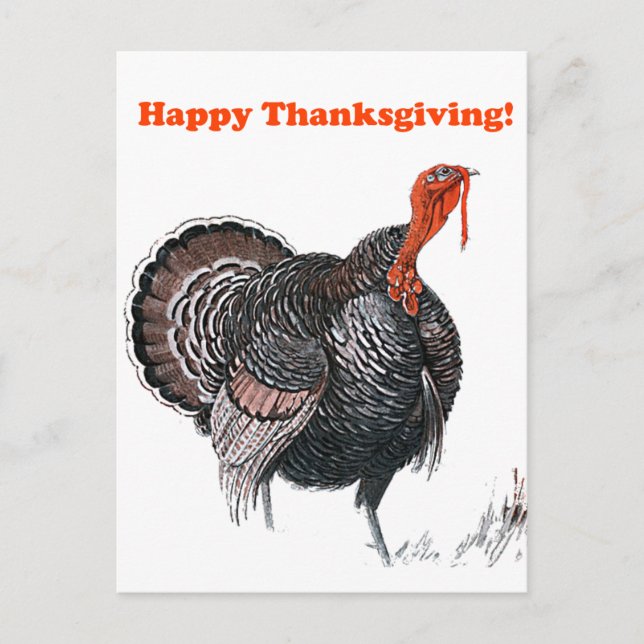 Happy Thanksgiving Vintage Turkey Drawing Holiday Postcard (Front)