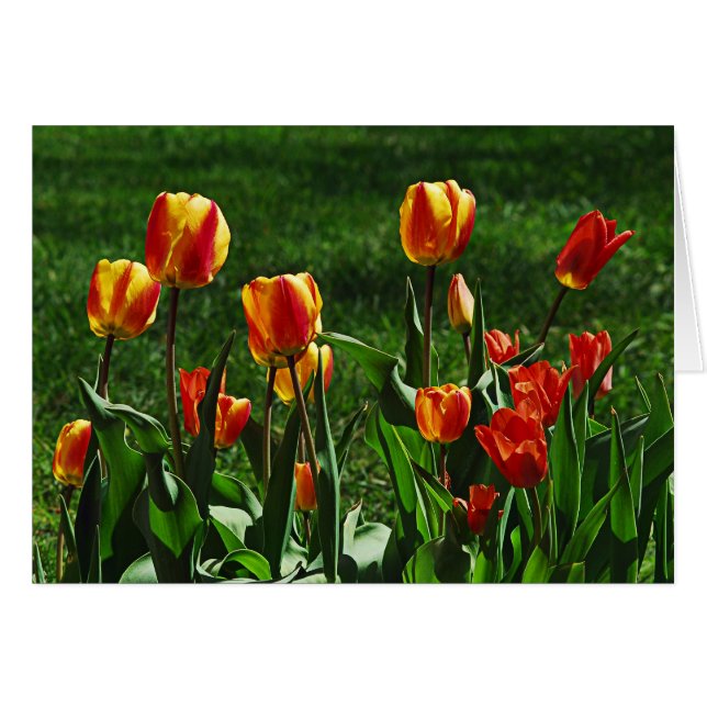 Happy Tulips (Front Horizontal)