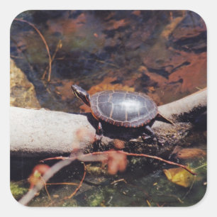 Happy Turtle Square Sticker