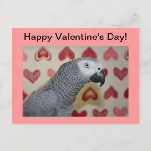 Happy Valentine's Day African Grey Parrot Postcard
