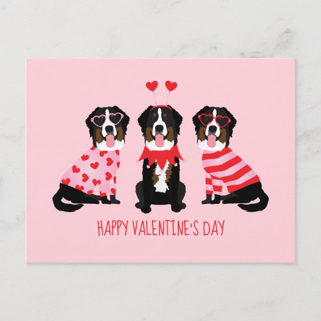 Happy Valentines Day Bernese Mountain Dogs Postcard (Front)