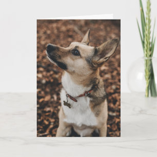 Happy Valentine's Day   Dog Face   Add Your Name Thank You Card