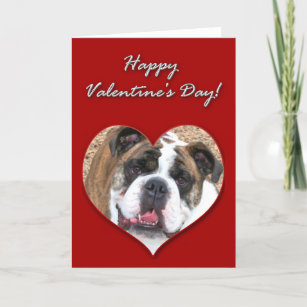 Happy Valentine's Day English bulldog card
