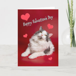 Happy Valentine's Day For Anyone Cute Smiling Cat Holiday Card