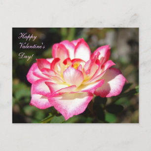 Happy Valentine's Day! postcards Pink Rose Flowers