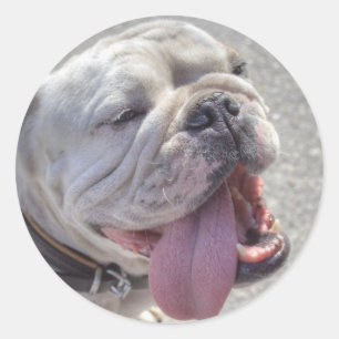 Happy White Bulldog Classic Round Sticker