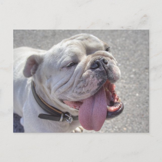 Happy White Bulldog Postcard (Front)