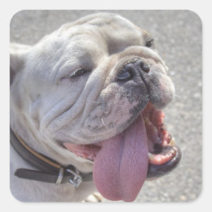 Happy White Bulldog Square Sticker