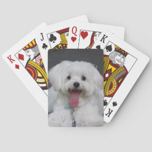 Happy White Maltese Puppy Dog Playing Cards