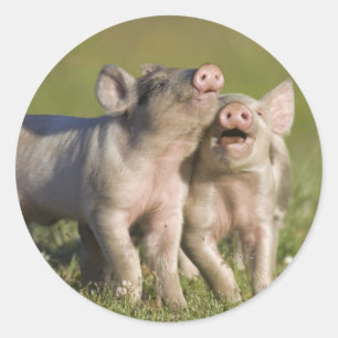 Happy White Piglets Romping in Field Classic Round Sticker
