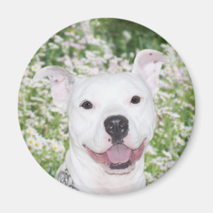 Happy white pitbull magnet