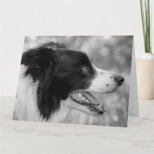 Happy Woof Day Border Collie Dog Birthday Card