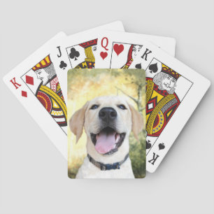 Happy yellow lab playing cards