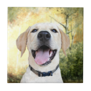 Happy Yellow Lab Tile