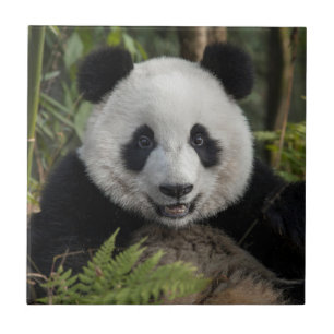 Happy young panda, China Ceramic Tile