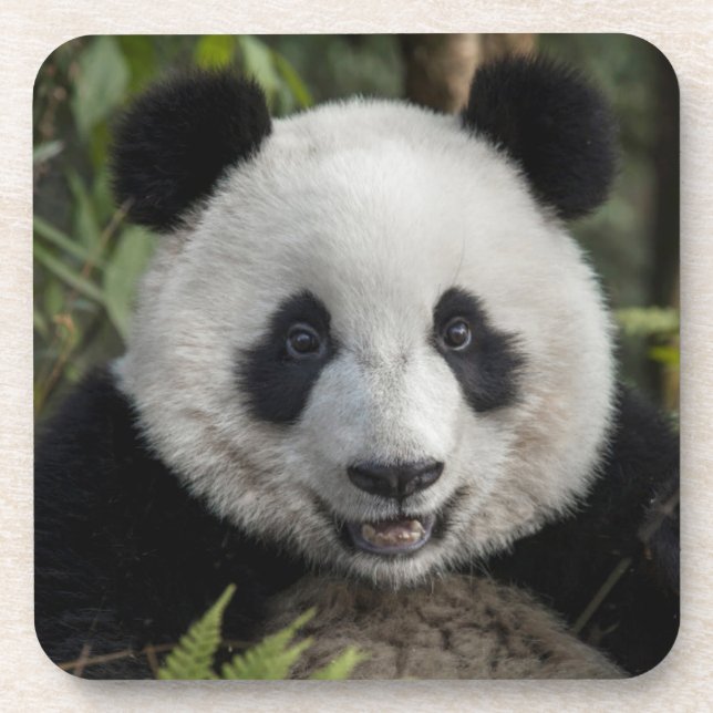 Happy young panda, China Coaster (Front)