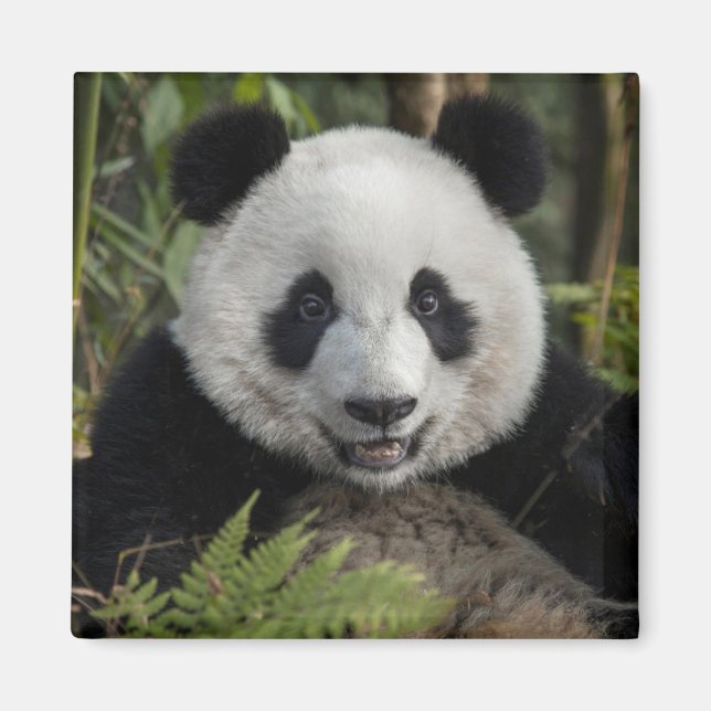 Happy young panda, China Magnet (Front)