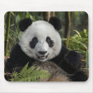 Happy young panda, China Mouse Pad