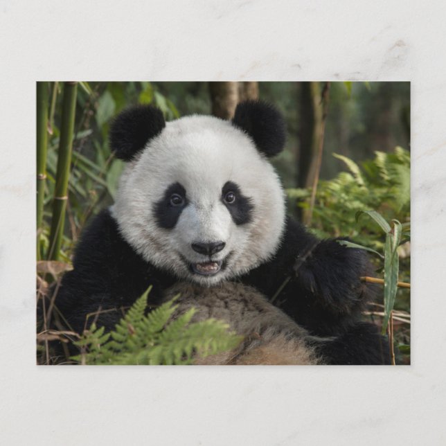 Happy young panda, China Postcard (Front)