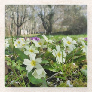 Harbinger of Spring Glass Coaster