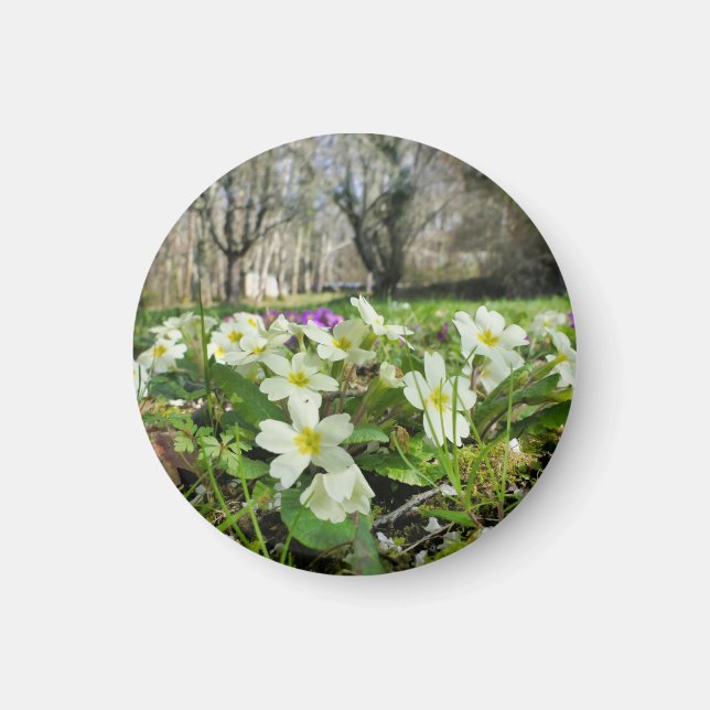 Harbinger of Spring  Magnet (Front)