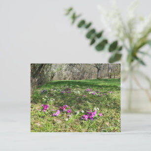 Harbinger of Spring  Postcard