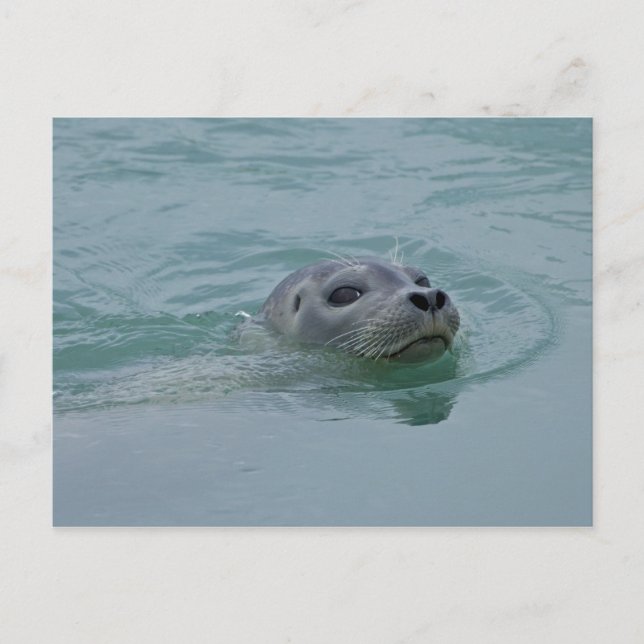 Harbor Seal swimming in Jokulsarlon glacial lake Postcard (Front)