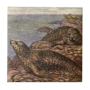 Harbor Seals, Vintage Marine Life Ocean Animals Ceramic Tile