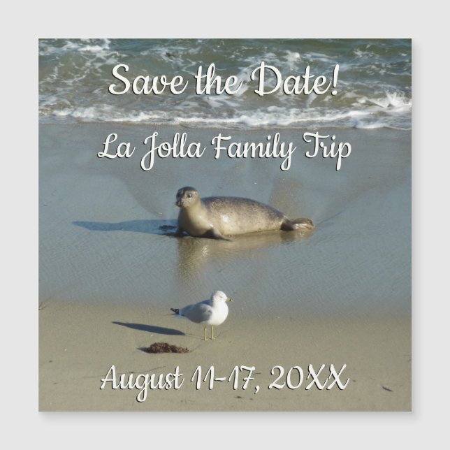 Harbour Seal at La Jolla California (Front)
