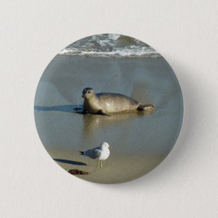 Harbour Seal at La Jolla California 6 Cm Round Badge