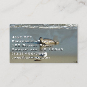 Harbour Seal at La Jolla California Business Card