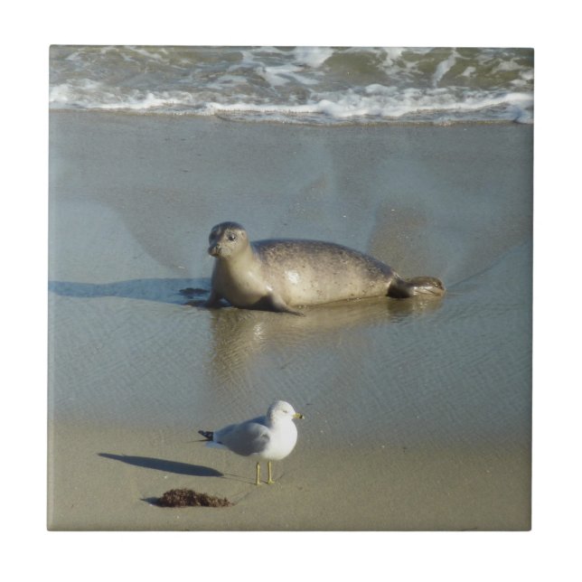Harbour Seal at La Jolla California Ceramic Tile (Front)