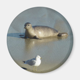 Harbour Seal at La Jolla California Magnet