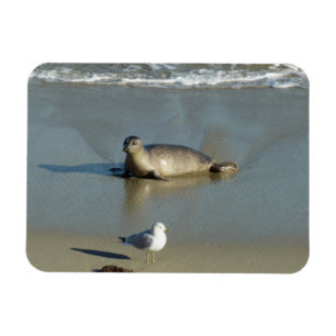Harbour Seal at La Jolla California Magnet