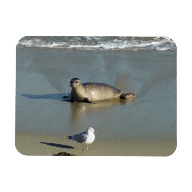 Harbour Seal at La Jolla California Magnet (Horizontal)