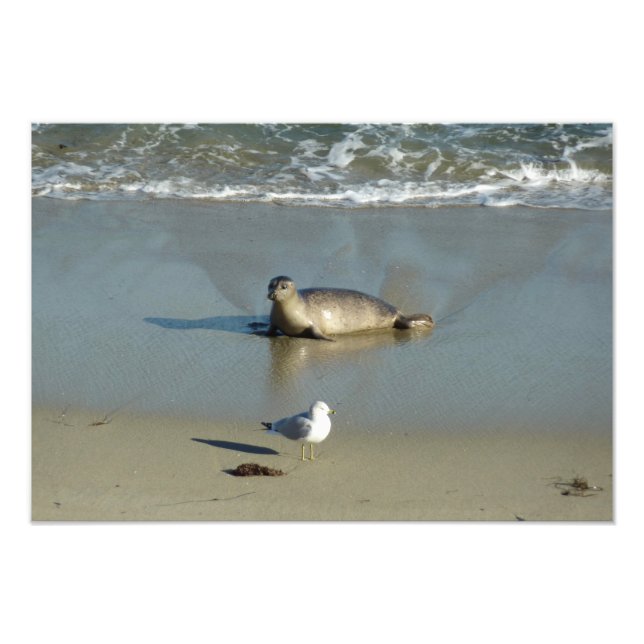 Harbour Seal at La Jolla California Photo Print (Front)
