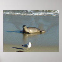 Harbour Seal at La Jolla California