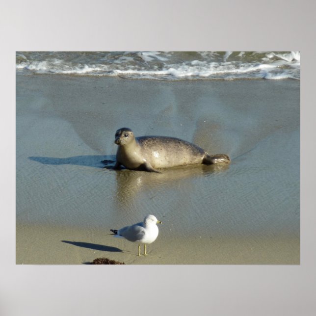 Harbour Seal at La Jolla California Poster (Front)