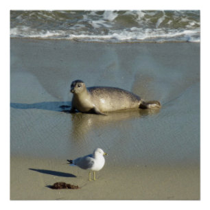 Harbour Seal at La Jolla California Poster