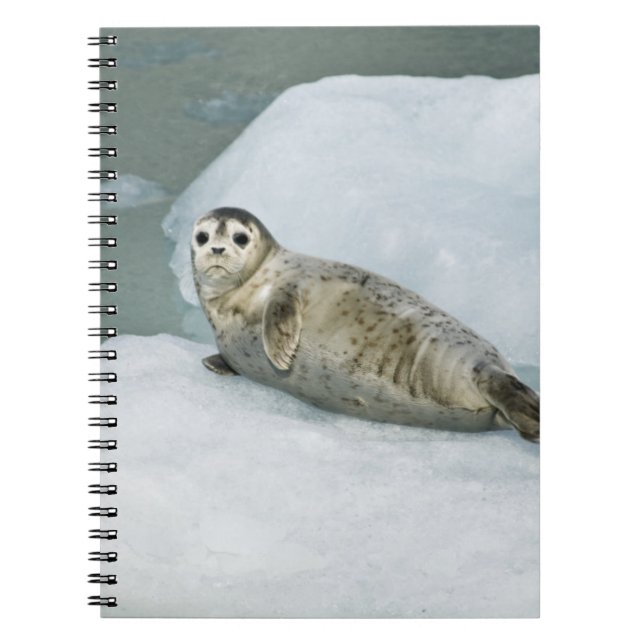 Harbour Seal Notebook (Front)