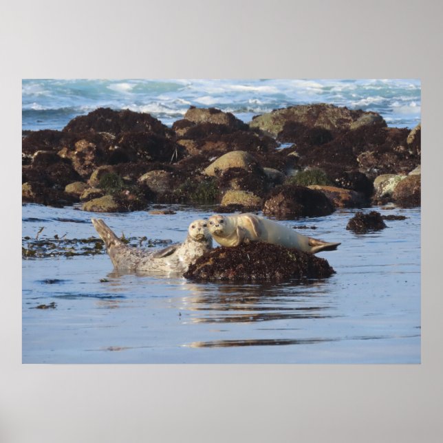 Harbour Seal Posers Poster (Front)