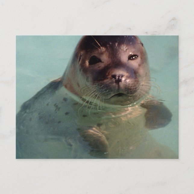 Harbour Seal Postcard (Front)