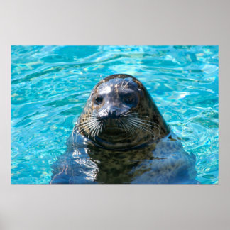 Harbour seal poster