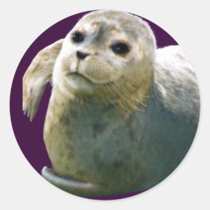 HARBOUR-SEAL PUP Wildlife-supporter Sticker