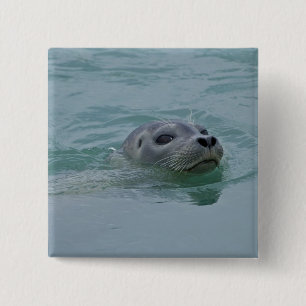 Harbour Seal swimming in Jokulsarlon glacial lake 15 Cm Square Badge