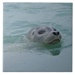 Harbour Seal swimming in Jokulsarlon glacial lake Ceramic Tile