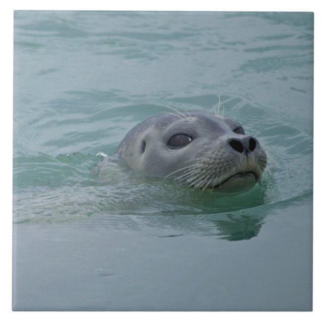 Harbour Seal swimming in Jokulsarlon glacial lake Ceramic Tile (Front)