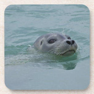Harbour Seal swimming in Jokulsarlon glacial lake Coaster