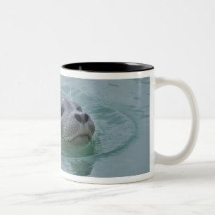 Harbour Seal swimming in Jokulsarlon glacial lake Two-Tone Coffee Mug